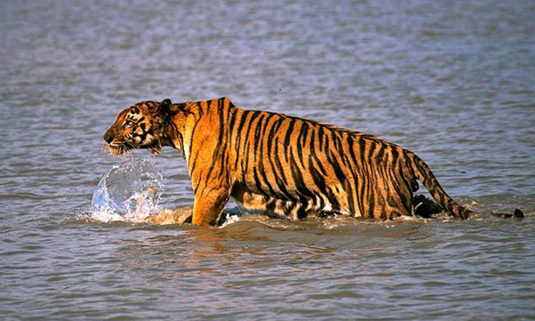 ১০০ কি.মি. পথ পেরিয়ে ঘরের বাঘ ঘরেই ফিরলো